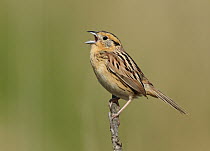 Le Conte's Sparrow (Ammodramus leconteii) singing, Minnesota