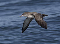 Pink-footed Shearwater (Puffinus creatopus), California
