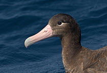 Short-tailed Albatross (Phoebastria albatrus) juvenile, California