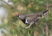 Spruce Grouse (Falcipennis canadensis) male, Michigan