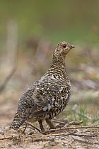 Spruce Grouse (Falcipennis canadensis) female, Michigan
