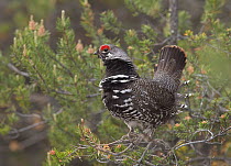 Spruce Grouse (Falcipennis canadensis) male, Michigan