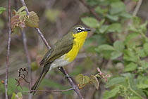 Yellow-breasted Chat (Icteria virens), Ohio