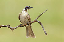 Noisy Friarbird (Philemon corniculatus), New South Wales, Australia