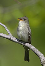 Eastern Wood-Pewee (Contopus virens) singing, Ohio