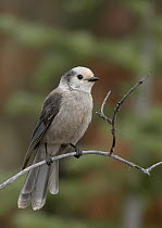 Canada Jay (Perisoreus canadensis), Colorado
