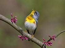 Northern Parula (Setophaga americana) singing male, Ohio