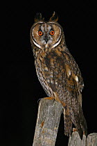 Long-eared Owl (Asio otus), Vila Franca de Xira, Portugal