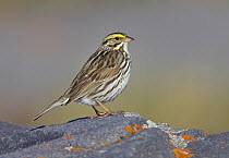 Savannah Sparrow (Passerculus sandwichensis), Manitoba, Canada
