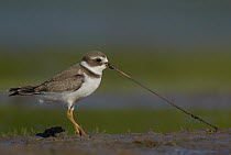 Semipalmated Plover (Charadrius semipalmatus) pulling a worm out of the mud, Ohio