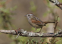 Swamp Sparrow (Melospiza georgiana), Ohio