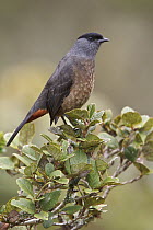 Bay-vented Cotinga (Doliornis sclateri), Bosque Unchog Reserve, Peru