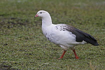 Andean Goose (Chloephaga melanoptera), Peru