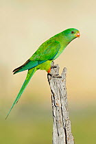 Superb Parrot (Polytelis swainsonii), New South Wales, Australia