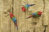 Red and Green Macaw (Ara chloroptera) group foraging for minerals at clay lick, Manu National Park, Peru