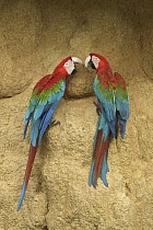 Red and Green Macaw (Ara chloroptera) pair foraging minerals at clay lick, Manu National Park, Peru