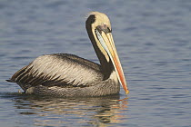 Peruvian Pelican (Pelecanus thagus), Islas Ballestas, Peru
