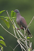 Pale-vented Pigeon (Patagioenas cayennensis), Manu National Park, Peru