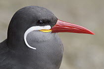 Inca Tern (Larosterna inca), Peru