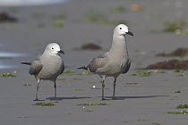 Grey Gull (Leucophaeus modestus) pair, Islas Ballestas, Peru