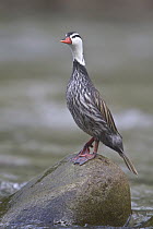 Torrent Duck (Merganetta armata), Machu Picchu, Peru