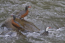Torrent Duck (Merganetta armata) females and male, Machu Picchu, Peru