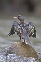 Torrent Duck (Merganetta armata) female drying wings, Machu Picchu, Peru