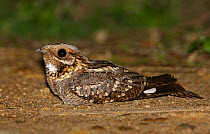 Red-necked Nightjar (Caprimulgus ruficollis), Portugal