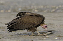 Hooded Vulture (Necrosyrtes monachus) scavenging, Gambia
