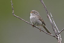 Brewer's Sparrow (Spizella breweri) singing, British Columbia, Canada