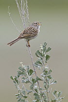 Brewer's Sparrow (Spizella breweri) singing, British Columbia, Canada