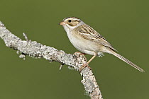 Clay-colored Sparrow (Spizella pallida), Manitoba, Canada