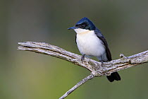Restless Flycatcher (Myiagra inquieta), Victoria, Australia