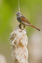 Swamp Sparrow (Melospiza georgiana), Ontario, Canada