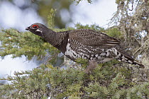 Spruce Grouse (Falcipennis canadensis), Manitoba, Canada