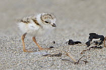 Piping Plover (Charadrius melodus) chick, Newfoundland, Canada