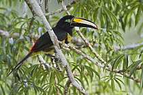 Many-banded Aracari (Pteroglossus pluricinctus), Ecuador