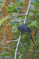 Long-tailed Silky-flycatcher (Ptilogonys caudatus) feeding on berries, Costa Rica