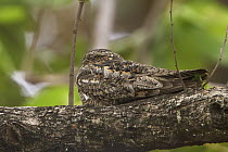 Lesser Nighthawk (Chordeiles acutipennis), Costa Rica