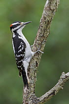 Hairy Woodpecker (Picoides villosus) male, Ontario, Canada