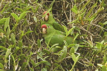 Finsch's Parakeet (Aratinga finschi) pair, Costa Rica
