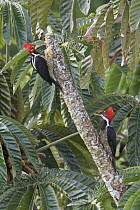 Crimson-crested Woodpecker (Campephilus melanoleucos) male and female on tree trunk, Ecuador
