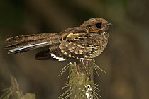 Pauraque (Nyctidromus albicollis), Ecuador