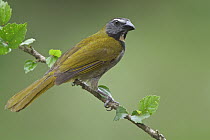 Buff-throated Saltator (Saltator maximus), Costa Rica
