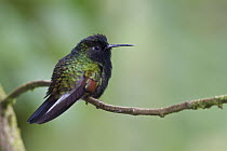 Black-bellied Hummingbird (Eupherusa nigriventris), Costa Rica