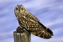 Short-eared Owl (Asio flammeus), Utrecht, Netherlands