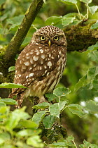 Little Owl (Athene noctua), Utrecht, Netherlands