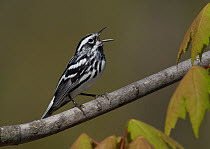 Black-and-white Warbler (Mniotilta varia) singing male, Ohio
