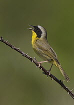 Common Yellowthroat (Geothlypis trichas) male singing, Ohio