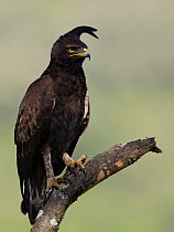 Long-crested Eagle (Lophaetus occipitalis), Lake Nakuru, Kenya